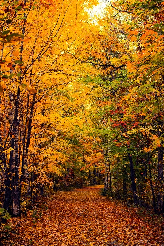 17. New Hampshire'da sonbahar yolu...