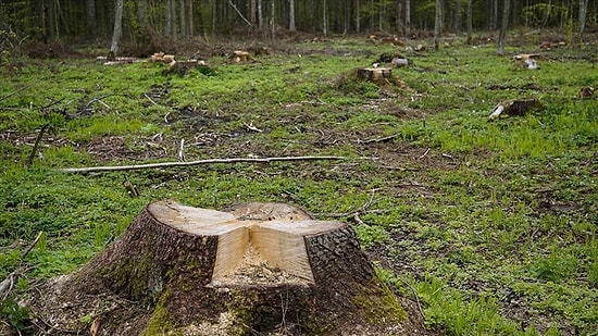 Orman Kanununda Değişiklik: 'Kamu Yararı' ve 'Zaruret' Varsa Yapılaşmaya İzin Çıktı