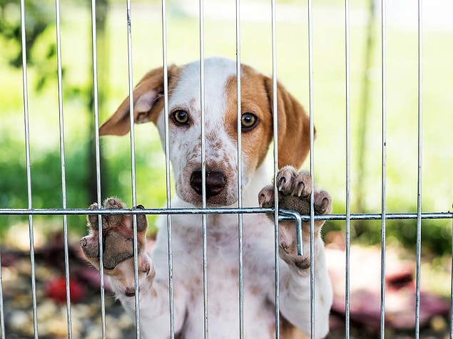 8. Son olarak, sokak köpekleri için bir çözümün var mı?