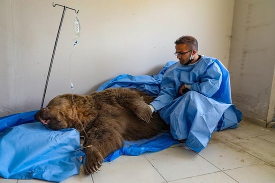 Van'da Bir Aracın Çarpması Sonucu Ayakları Kırılan Ayı Tedavi Altına Alındı