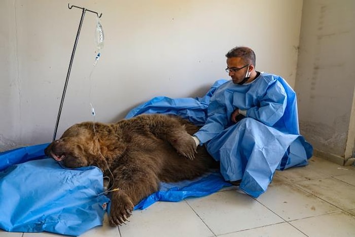 Van'da Bir Aracın Çarpması Sonucu Ayakları Kırılan Ayı Tedavi Altına Alındı