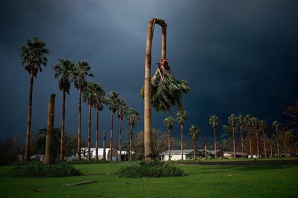 9. Galliano'daki Ida Kasırgası ile hasar görmüş bir palmiye ağacı, Luke Sharrett.