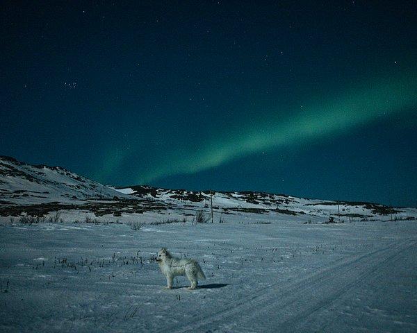 29. Nanna Heitmann'dan Nisan ayında Rusya'nın Teriberka kentinde bir köpek karanlıktan çıkıverdi ve kuzey ışıklarının altında birkaç saniye hareketsiz durduktan sonra tundrada gözden kayboldu.