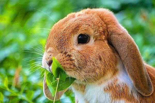 Tavşan Nasıl Bakılır?