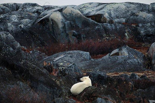 64. Damon Winter'dan Manitoba, Churchill'in engebeli kıyı şeridindeki Bird Cove kayalarının arasında bir kutup ayısı yuva yapıyor.