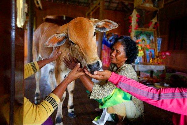 12. 74 yaşındaki Kamboçyalı kadın, ineğin ölen kocasının reenkarnasyonu olduğunu söyleyerek inekle evlendi.