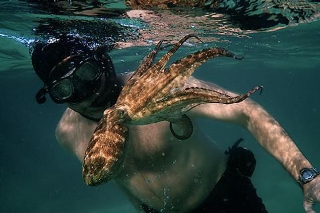 My Octopus Teacher / Ahtapottan Öğrendiklerim ( 2020) - IMDb: 8.1