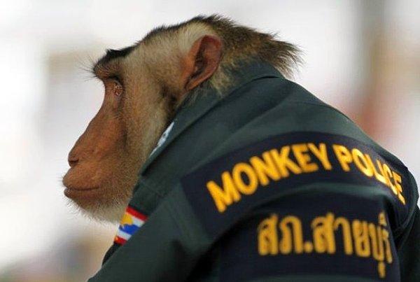 13. Dünyanın tek 'maymun polisi' Tayland'da yaşıyor! Santisuk isimli maymun üniforması giydirilip polis arabasıyla devriye bile geziyor. 😂