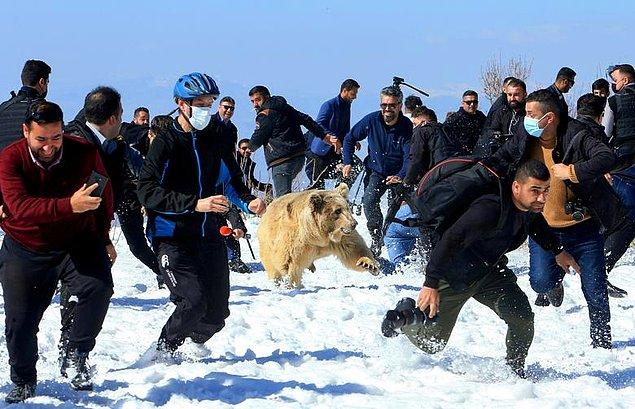 42. Ari Jalal perspektifinden Irak'ta hayvan hakları aktivistleri tarafından doğaya bırakılan bir ayıdan kaçan insanlar görüntülendi.