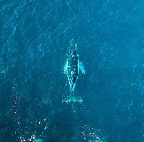 1. 52 Blue adı verilen bir balina türü sadece kendilerine has bir frekansa sahip yani diğer balinalarla iletişim kuramıyorlar. Dünyanın en yalnız hayvanı olarak da biliyorlar.