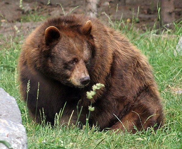 10. Çoğu hayvan avını yemeden önce onu öldürür ama ayılar hariç, onlar sizi hala canlıyken yer.