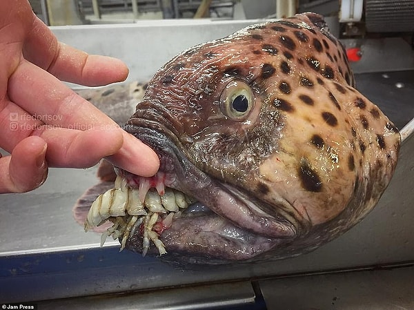 Федорцов обнаружил большинство существ в Норвежском и Баренцевом морях на севере России, но также нашел несколько странных на вид зверей в глубинах Атлантики.