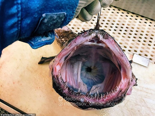 Челюсть одной из глубоководных находок Романа Федорцова показана открытой, с рядом зазубренных зубов, выстилающих внутреннюю часть ее рта, и еще одну группу зубов меньшего размера в задней части горла.