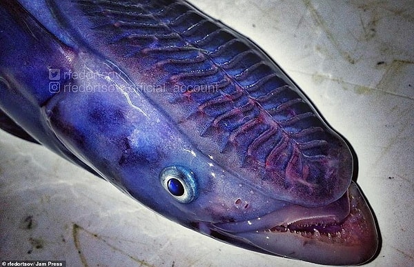 Рыба-прилипало, которая прикрепляется к нижней стороне акул и скатов, чтобы убирать отходы, выпадающие из их рта.