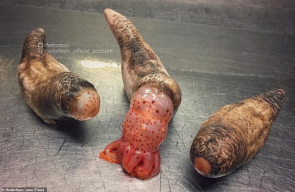 Коричневый Psolus в центре, родственник морского огурца, показывает свои питающиеся щупальца.