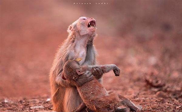 10. "Hindistan'da yaşanan bir orman yangını sonrası ölü çocuğunu kollarında taşıyan dişi maymun"