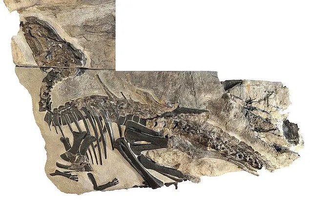 Aynı yerde fosilleşmiş timsah da bulundu