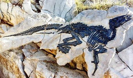 İtalya’da İlk Kez Bir Dinozor Sürüsü Kalıntıları Keşfedildi