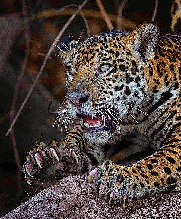 11. Korkutucu leoparın devasa pençeleri: