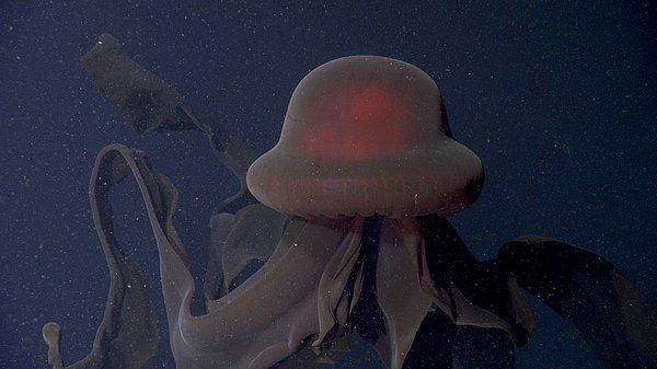 Monterey Körfezi Akvaryum Araştırma Enstitüsü'nden uzmanlar, dev hayalet denizanası (giant phantom jellyfish) denen canlının görüntülerini 30 Kasım'da paylaştı.
