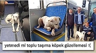 Tıpkı Boji Gibi Ankara'da Belediye Otobüsüyle Gezen Barış Köpek Sosyal Medyayı İkiye Böldü!