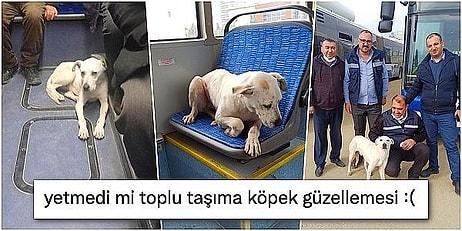 Tıpkı Boji Gibi Ankara'da Belediye Otobüsüyle Gezen Barış Köpek Sosyal Medyayı İkiye Böldü!