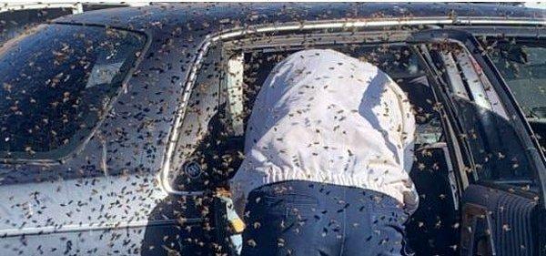 15. Bu adam yaklaşık 15.000 adet arıyla kaplı arabasının kapısını açtığı an karelenen bu fotoğraf tıpkı bir kâbus gibi duruyor.
