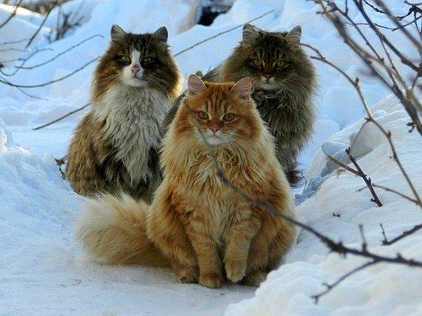 12. Norveç orman kedileri ile tanışın! Ya da bir diğer adı ile Viking kediler!