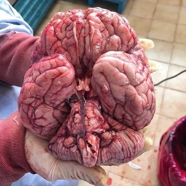 2. "Beyin kendi başına bir sanat eseri"