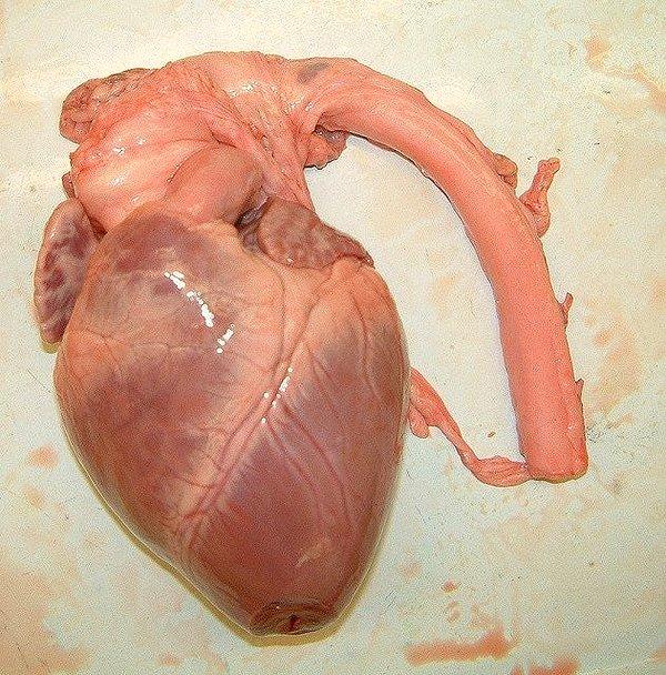 6. "Aort ile insan kalbi"
