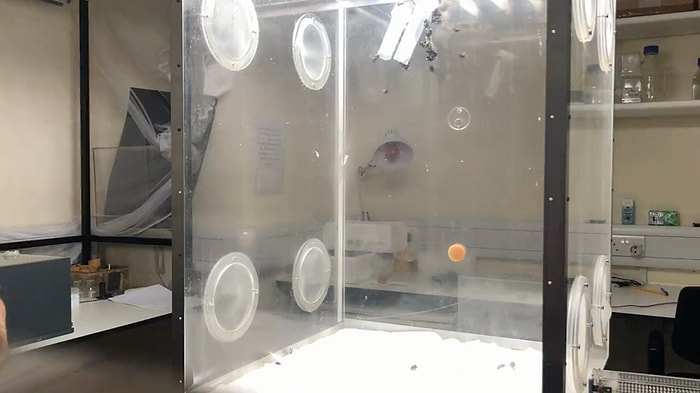 Ortamda Ani Bir Karanlık Olunca Hızlı Bir Şekilde Yere Düşen veya İniş Yapan Arılara Yapılan İlginç Deney