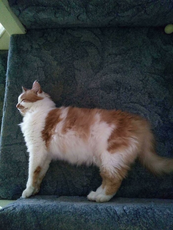 14. Мой кот заснул в такой позе, как будто он стоит