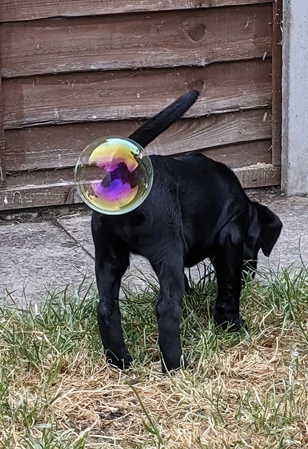 Yarışmanın birincisi İngiliz fotoğrafçı Zoe Ross'un Whizz Pop isimli bu fotoğrafı oldu. 🤗