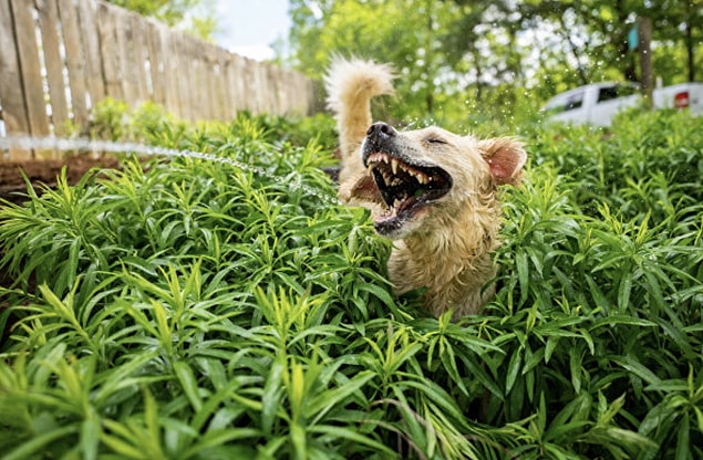 'En İyi Dostlarımız' kategorisinin birincisi ABD'li fotoğrafçı Carmen Cromer'in 'Jurassic Bark' adını verdiği bu çalışması.