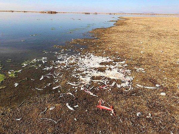 12. Konya: Göçmen kuşların uğrak yeri olan Akgöl Sazlığı’nda 6 flamingo vahşice 'insanlar' tarafından katledildi.