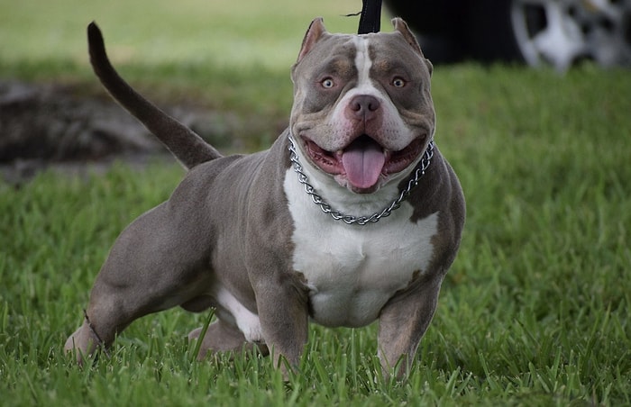 Para Cezası Verilecek! Bakanlıktan 'Tehlike Arz Eden Köpek Irkları' Genelgesi