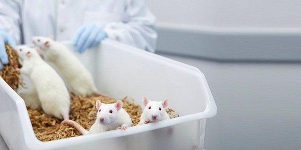 Fareler üzerinde bir deney yapan bilim insanları, genç farelerden, yaşlı farelere aktarılan kanın kas, hücre ve dokularda yenilenme yarattığını belirtti.
