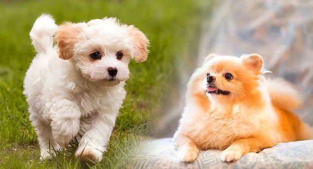 4. Royal Canin Mini Sterilised Küçük Irk Kısırlaştırılmış Köpek Maması