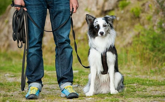 Köpek Nasıl Eğitilir? İsim Öğretme, Tuvalet Eğitimi ve Dahası...