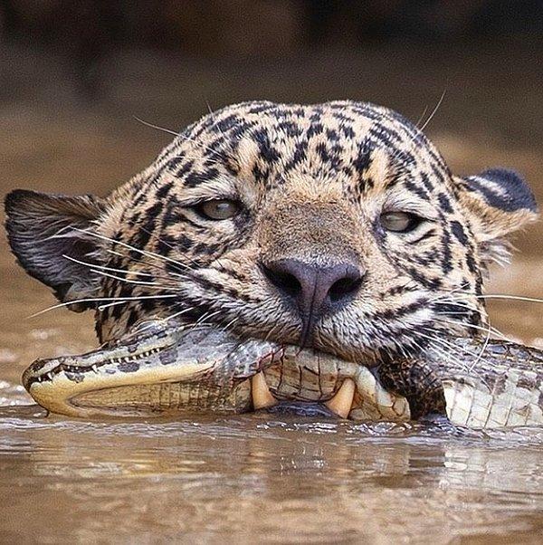 4. Bir Güney Amerika timsahını bütün olarak avlayan jaguar: