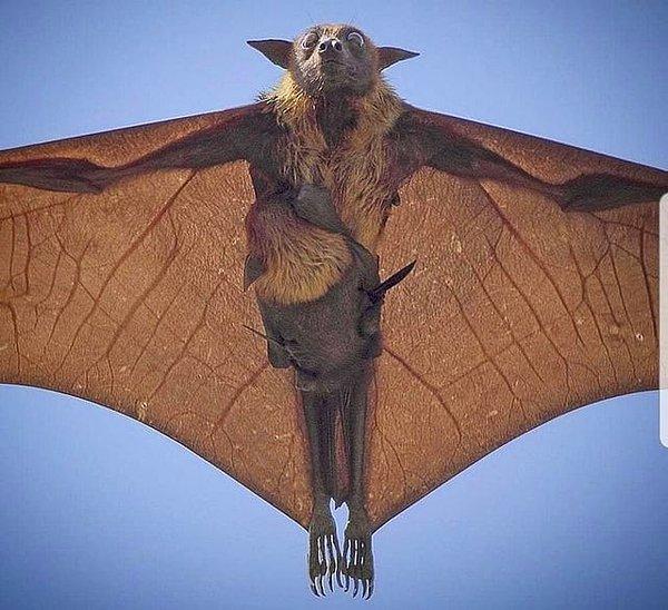 8. Dünyanın en büyük yarasalarından biri olma özelliği taşıyan korkutucu uçan tilki: