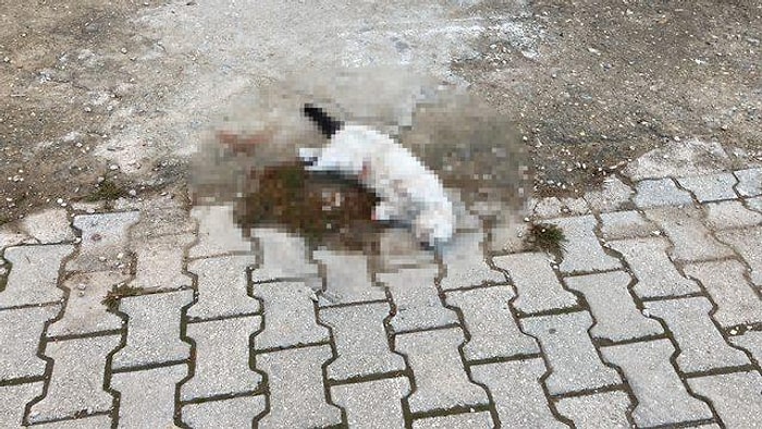 Konya'da Vahşet: Kayıp Kedi Patileri Kesilmiş ve Ölü Olarak Bulundu