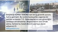 Sokak Köpeklerinin Tüm Türkiye İçin Büyük Tehlike Oluşturduklarını İddia Eden Twitter Kullanıcısı