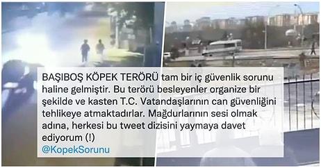 Sokak Köpeklerinin Tüm Türkiye İçin Büyük Tehlike Oluşturduklarını İddia Eden Twitter Kullanıcısı