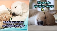 Can Dostlarımız Olan Köpeklerin Rüyalarında Neler Gördüğünü Biliyor musunuz?