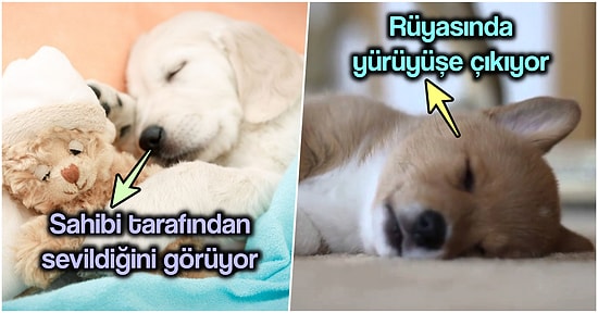 Can Dostlarımız Olan Köpeklerin Rüyalarında Neler Gördüğünü Biliyor musunuz?