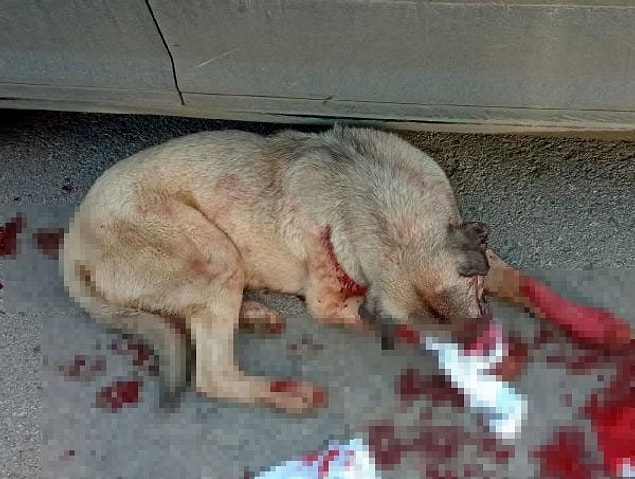 Barınağa götürülen köpek tedavi altına alındı.