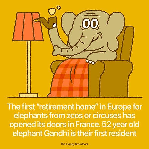 23. "Avrupa'da bulunan sirklerden ve hayvanat bahçelerinden getirilen filler için açılan ilk huzur evi Fransa'da açıldı. Huzur evinin ilk misafiri 52 yaşındaki fil Gandhi oldu."