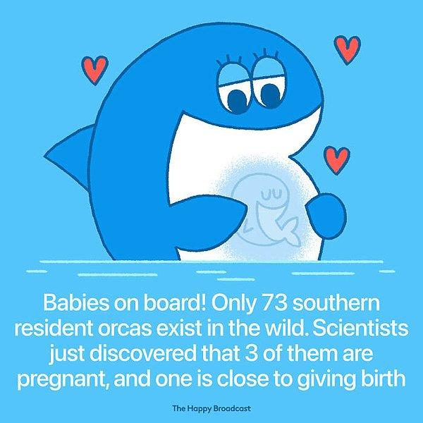 30. "Sadece 73 orka balinalarının hayatta olduğu biliniyor, ve son araştırmalara göre 3 balina şuanda hamile ve biri yakında doğum yapacak."