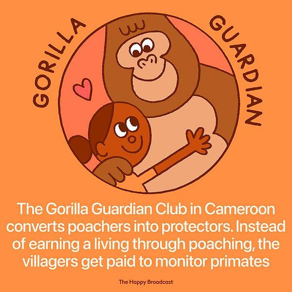 31. "Kamerun'da faaliyet gösteren 'The Gorilla Guardian Club' kaçak avcılığın önüne geçmek adına insanları özel korumacılığa teşvik ediyor."